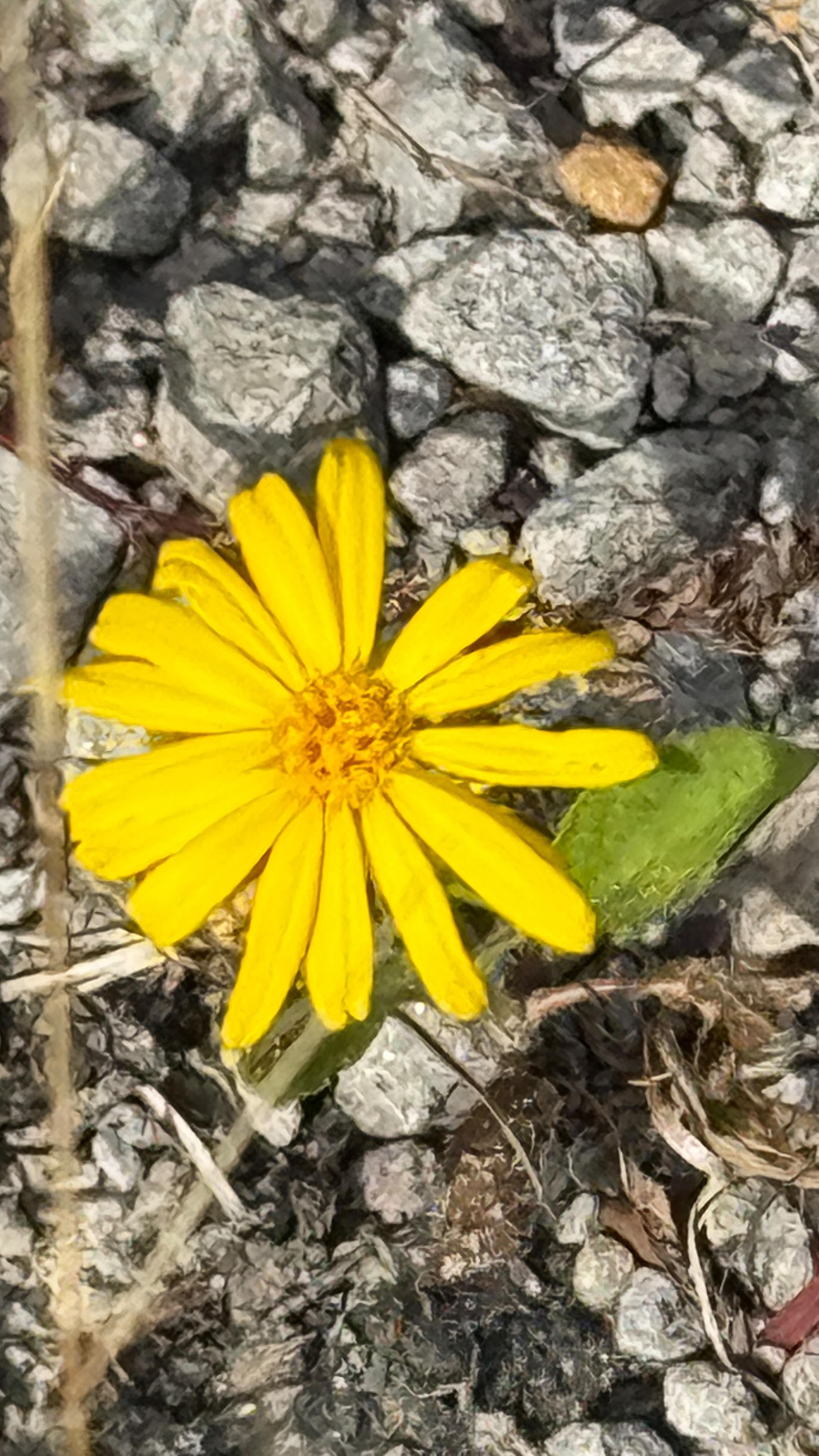 🌿 Alabama’s Wildflower Beauty 🌼

From the delicate Frost Asters blooming across fields to the bold, bright yellow of Sunflowers, Alabama’s wild side is in full display! Don’t miss the white Boneset bushes peeking through the pines, adding their soft touch to nature’s canvas.

Isn’t it amazing what you find when you take a moment to look around?

#AlabamaWildflowers #SouthernNature #WildflowerMagic #NatureInBloom #alabamaoutdoors